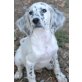 Chloe, Setter-Mix Welpen - Hündin