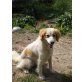 Chloe , knallhartes Schicksal  - Hündin