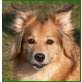 Choclat, Sheltie-Spitz-Mix - Hündin