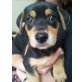 Choclate, Jack Russel/Schäferhund Welpen - Hündin