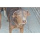 Choco, Labrador Mix - Rüde