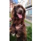 Choco, Spanielmix - Rüde