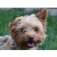 Choco, Yorkshire Terrier - Hündin