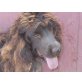 Choco,sehr lieb, Cocker Spaniel - Rüde