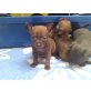 Chocolate Hündin, Chihuahua kurzhaariger Schlag Welpen - Hündin