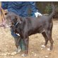 Chocolate, Labrador Retriever Mix - Rüde