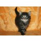 Chocolate Monkey, Norwegische Waldkatze - Kater