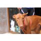 Chocolate, Podenco Canario - Rüde