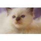 Chocolate Ragdoll Kitten von Woodnewchurch, Ragdoll - Kater