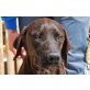 Chocolate, superlieber Familienhund - Rüde