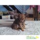 Chocolate/tan Chihuahua Hündin, Chihuahua langhaariger Schlag Welpen - Hündin