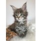 'Chocolina' Maine Coon Mädchen, Maine Coon - Katze