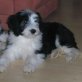 Choicy, Bearded Collie Welpen - Hündin
