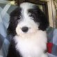 Choisy, Bearded Collie Welpen - Hündin
