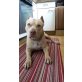 Choopa, Amerikanischer Pit-Bullterrier - Rüde