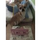 Chop, Chihuahua kurzhaariger Schlag - Rüde