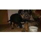 Chop, Rottweiler Welpen - Rüde