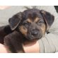 Chopin, Schäferhund Mix Welpen - Rüde