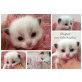 Choupette , Ragdoll - Katze
