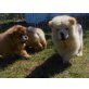 Chow-Chow, Cao da Serra da Estrela - Rüde