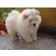 Chow Chow, Chow-Chow - Rüde