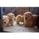 Chow-Chow, Chow-Chow - Rüde