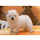 Chow-Chow, Chow-Chow - Rüde