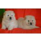 Chow Chow, Chow-Chow - Rüde