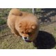 Chow-Chow, Chow-Chow - Rüde