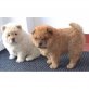 Chow-Chow, Chow-Chow - Rüde
