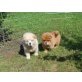 Chow Chow, Chow-Chow - Rüde
