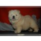Chow Chow , Chow-Chow Welpen - Rüde