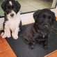 Chow-Chow Colli Münsterländer Welpen - Rüde