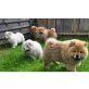 Chow-Chow - Hündin