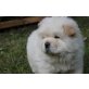 Chow-Chow - Hündin