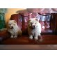 Chow-Chow - Hündin