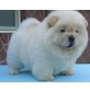 Chow-Chow - Hündin