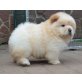 Chow-Chow - Hündin
