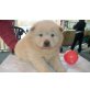 Chow-Chow - Hündin