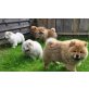 Chow-Chow - Hündin