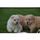 Chow-Chow - Hündin