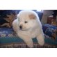 Chow-Chow - Rüde