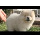 Chow-Chow - Rüde