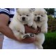 Chow-Chow - Rüde