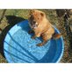 Chow-Chow - Rüde
