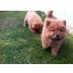 Chow-Chow - Rüde