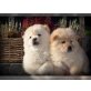 Chow-Chow - Rüde