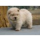 Chow-Chow - Rüde