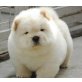 Chow-Chow - Rüde