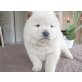 Chow-Chow - Rüde